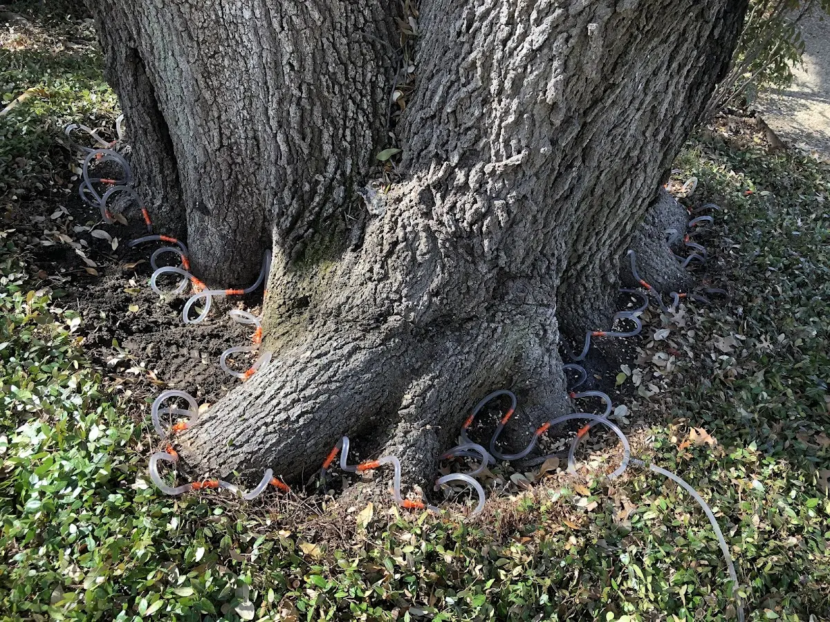 Detailed Tree Cabling and Bracing job site in Devens