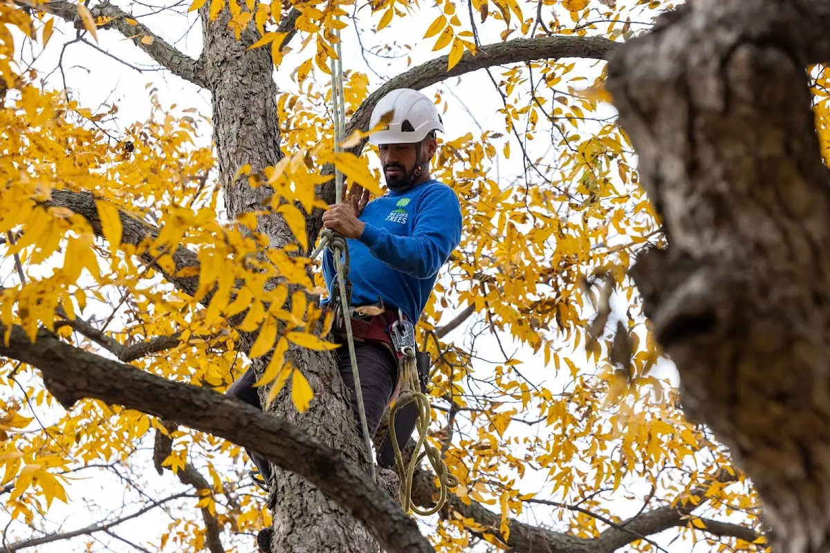 Skilled Tree Transplanting crew working in Devens